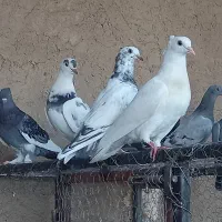 کبوتر پرشی ، پلاکی ، کشتنی