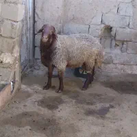 فروش قوچ