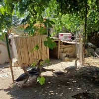 قوغاز|حیوانات مزرعه|کرمانشاه, |دیوار