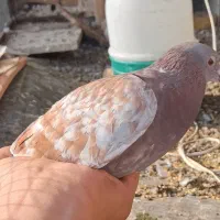 قوره ماده ذات بتن فروشی کفتر یک ساله