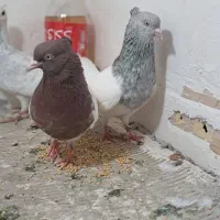 جفت رنگه