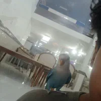طوطی برزیلی