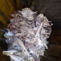 غذا سگ و گربه