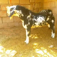 نریگ رشتی سنگین وزن  بازدید ریگان