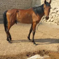 اسب|اسب و تجهیزات اسب‌سواری|قیامدشت - خاورشهر, |دیوار