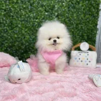 توله Pomeranian