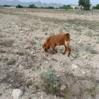 پازن|لوازم جانبی حیوانات|خورموج, |دیوار