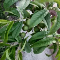 باغچه-750-متری-سند-دار-شهریار