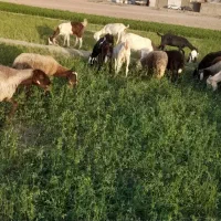 گوسفند نیم گوشت