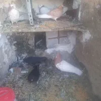 کبوتر