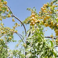 آلو|خوردنی و آشامیدنی|بانه, |دیوار