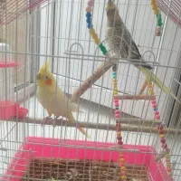 عروس هلندی جفت با قفس