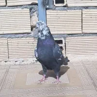 (پرنده) کبوتر پر نر