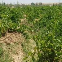باغ انگور