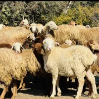 دشت مغانی بره و میش زنده کردستان