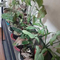 گیاه آپارتمانی ، سینگونیوم ، گل و گیاه