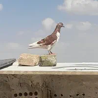 کفتر|پرنده|تربت جام, یحیی آباد|دیوار