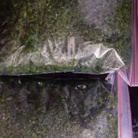 پاک کردن انواع سبزی