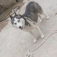 سگ هاسگی ماده چشم یخی