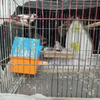 دوعددفنچ