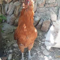 مرغ