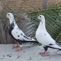 ماده