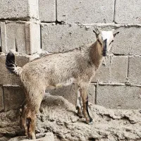 نری چاق ۸کیلو گوشت