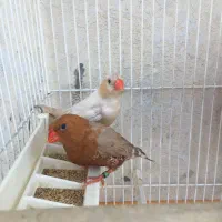 فنچ اورنج کینگ اصیل