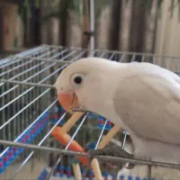 جوجه طوطی کوتوله برزیلی دستی
