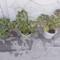 گل طبیعی اشک وحسن یوسف