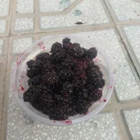 شاه‌توت