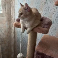 بریتیش نر