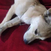 سگ پاکوتاه