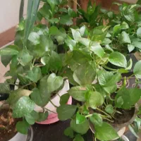 گل پتوس سرحال