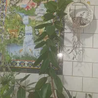 گل فیکوس الاستیکا