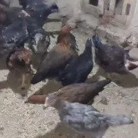 مرغ باروک محلی گردن لخت وگلپایگان