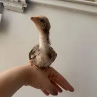 جوجه لاری
