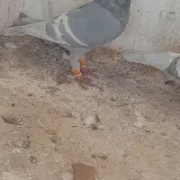نرو ماده خطی