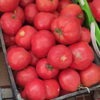 گوجه فرنگی
