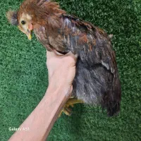 تعدادی جوجه رسمی و دستگاه