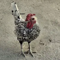 مرغ و خروس سبرایت و محلی سالم جوان تخم گذار
