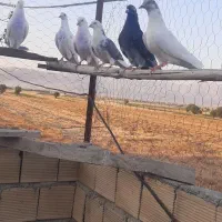 کبوتر