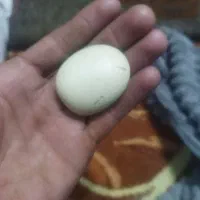 سنگ اسیاب وتعدادی سنگ مشتری واقعی پیام