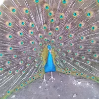 طاووس نر ۴ساله