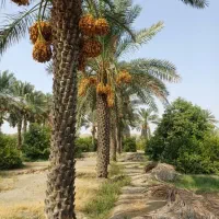 استخدام ویزیتور