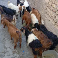 ۱۸عدد بز سلامت نرو ماده