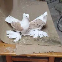 کبوتر دکت زرد خال مشکی