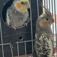 یک جفت عروس هلندی