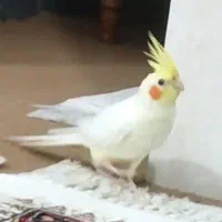عروس گمشده