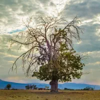 استخدام نگهبان باغ در بیضا